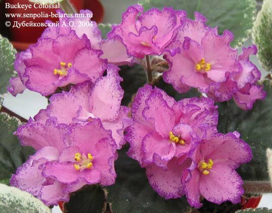 African violet Buckeye Colossal