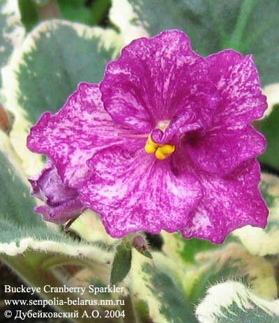 Violette Buckeye Cranberry Sparkler