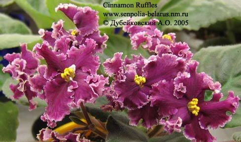 African violet Cinnamon Ruffles