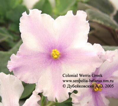 Violette Colonial Werris Greek