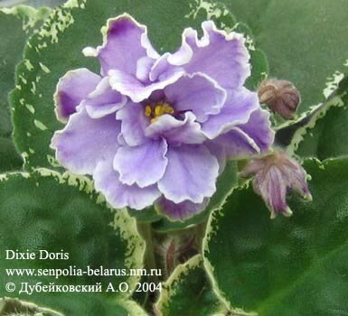 African violet Dixie Doris