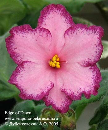 African violet Edge of Dawn