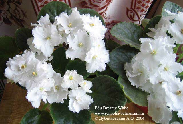 African violet Ed's Dreamy White