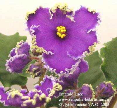 African violet Emerald Lace