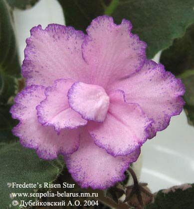 African violet Fredette's Risen Star