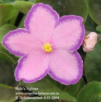 African violet Halo's Aglitter