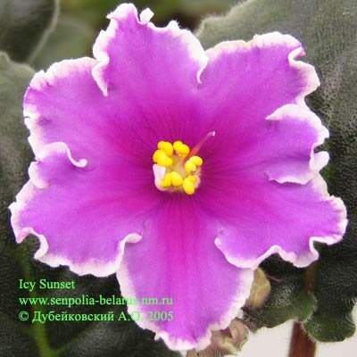 African violet Icy Sunset