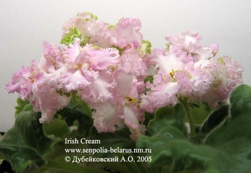 Violette Irish Cream