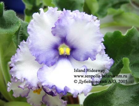 African violet Island Hideaway