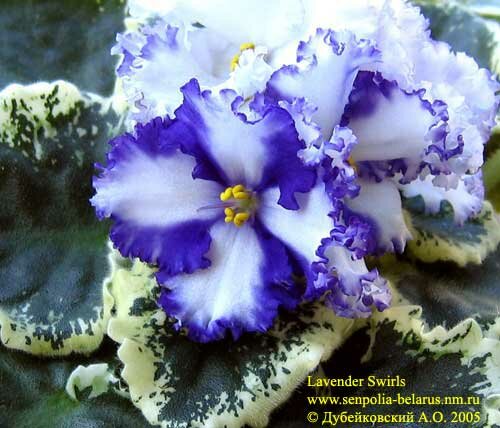 African violet Lavender Swirls