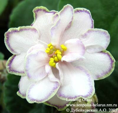 African violet Looking Glass