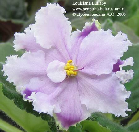 Violette Louisiana Lullaby