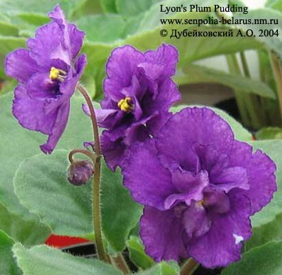 African violet Lyon's Plum Pudding