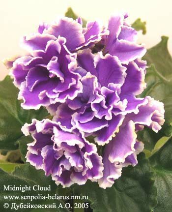 African violet Midnight Cloud