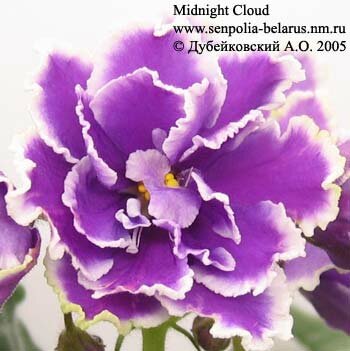 African violet Midnight Cloud