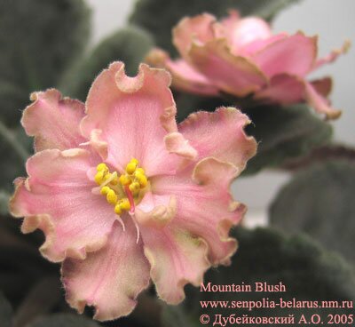 Violette Mountain Blush