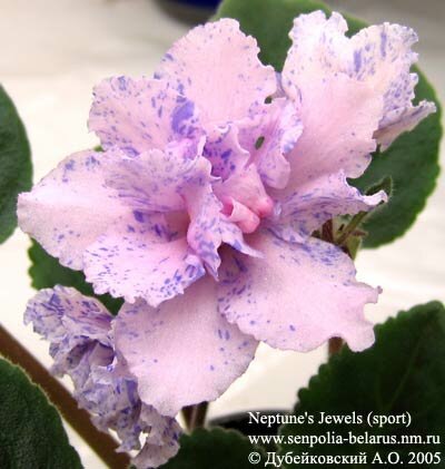 Violette Neptune's Jewels (sport)
