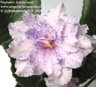 Violette Neptune's Jewels (sport)