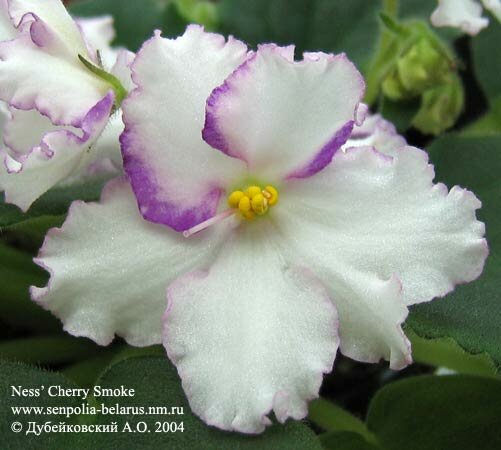 African violet Ness' Cherry Smoke