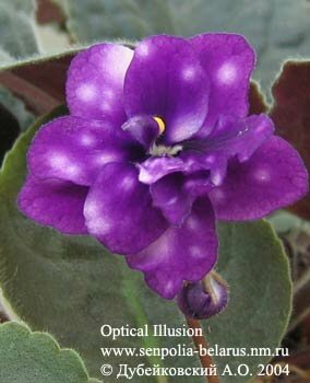 African violet Optical Illusion
