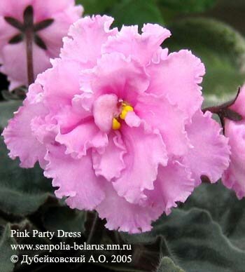 African violet Pink Party Dress