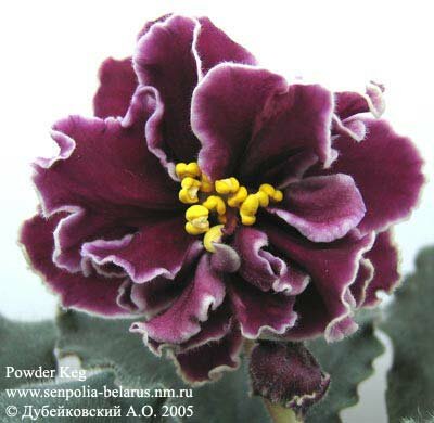 Violette Powder Keg