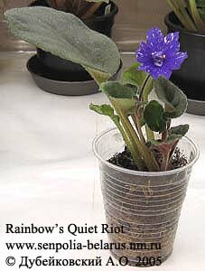 Violette Rainbow's Quiet Riot