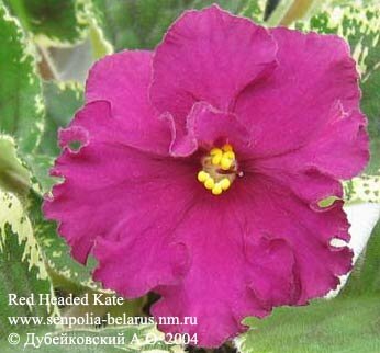 African violet Red Headed Kate