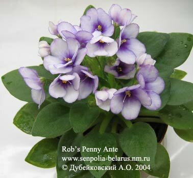 African violet Rob's Penny Ante