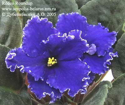 African violet Rodeo Roundup