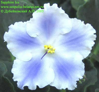 African violet Sapphire Ice