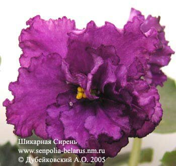 African violet Smart Lilac