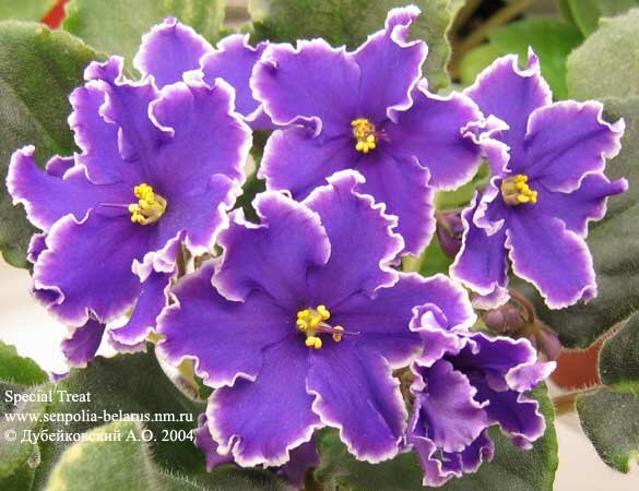 African violet Special Treat