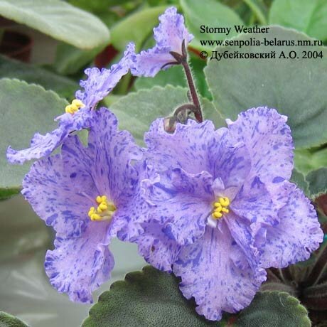 African violet Stormy Weather