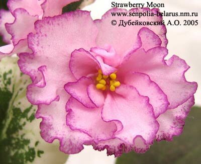 African violet Strawberry Moon
