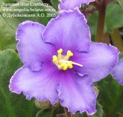 African violet Suncoast Blue Cranberry