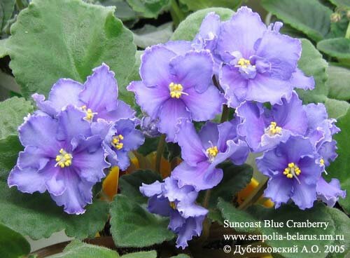 Violette Suncoast Blue Cranberry
