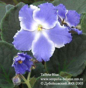 African violet Taffeta Blue