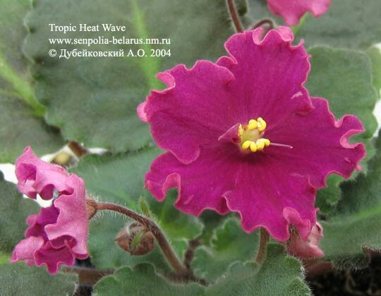 Violette Tropic Heat Wave