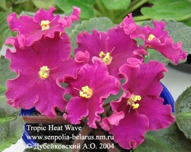 African violet Tropic Heat Wave