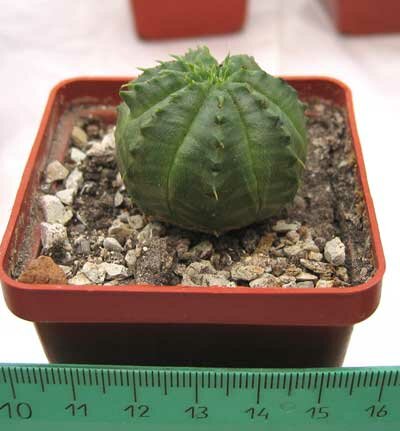Эуфорбия валида - Euphorbia valida