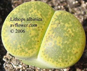 Литопс - Lithops albinica
