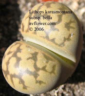 Литопс - Lithops karasmontana subsp. bella
