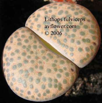 Литопс - Lithops fulviceps