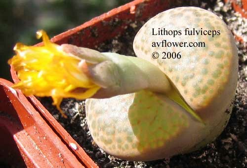 Литопс - Lithops fulviceps