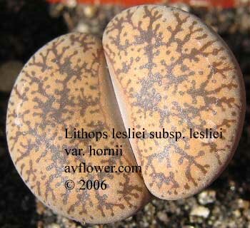 Литопс - Lithops lesliei subsp. lesliei var. hornii