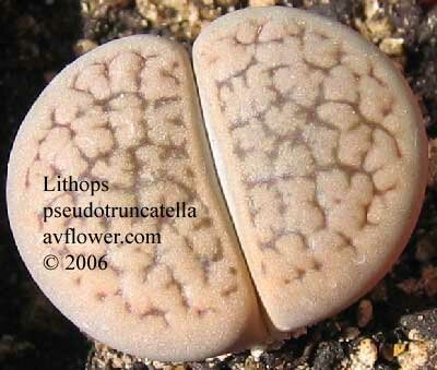 Литопс - Lithops pseudotruncatella