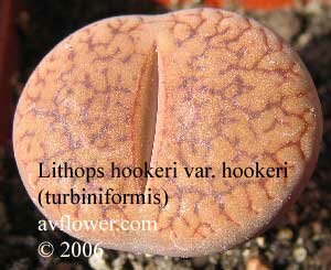 Литопс - Lithops hookeri var. hookeri (turbiniformis)