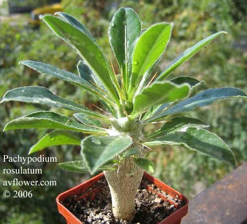 Пахиподиум - Pachypodium rosulatum