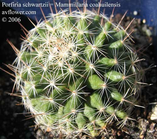 Порфирия = Маммиллярия или Porfiria schwartzii = Mammillaria coahuilensis